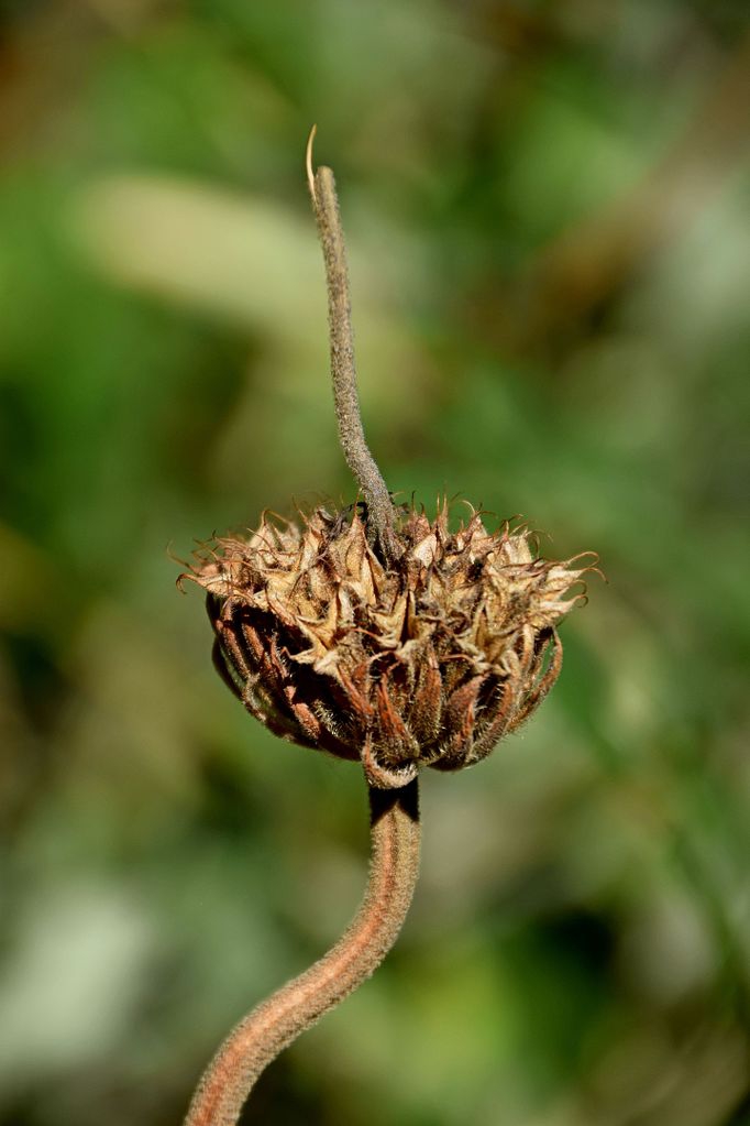 Fruit