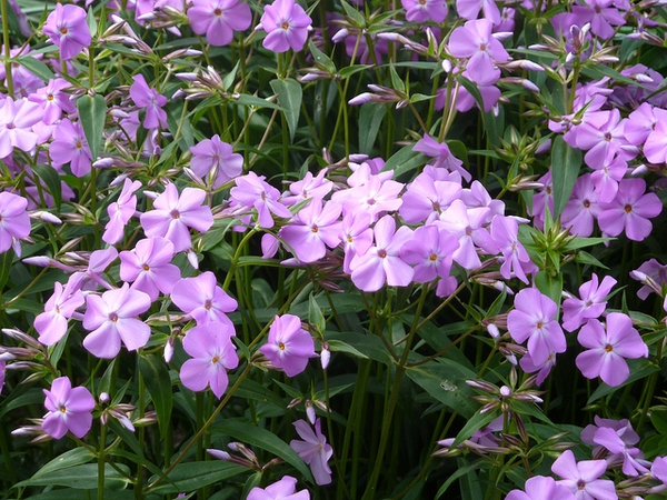 Phlox carolina