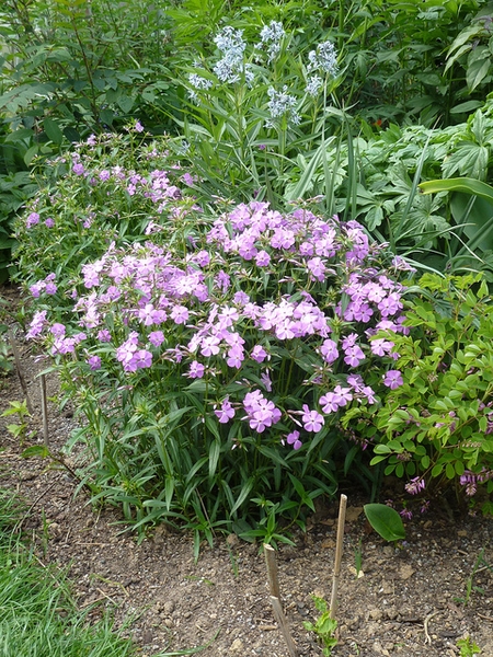 Phlox carolina