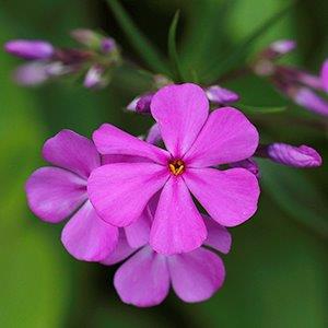 Phlox carolina angusta