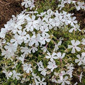 Phlox nivalis