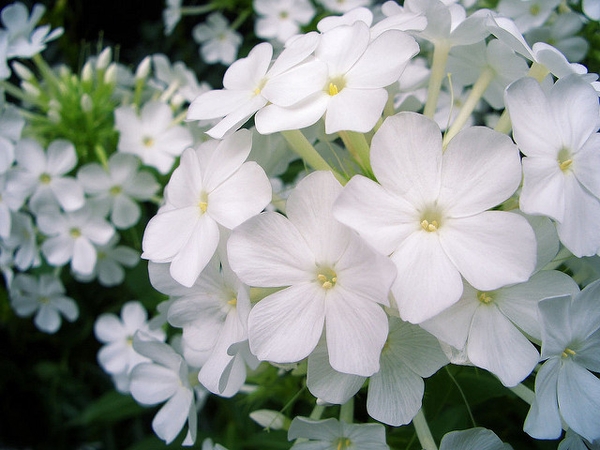 Flower detail