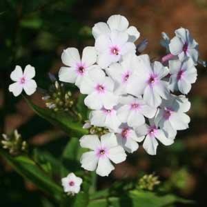 Phlox paniculata