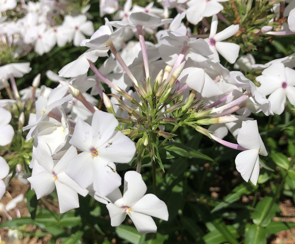 Phlox Paniculata
