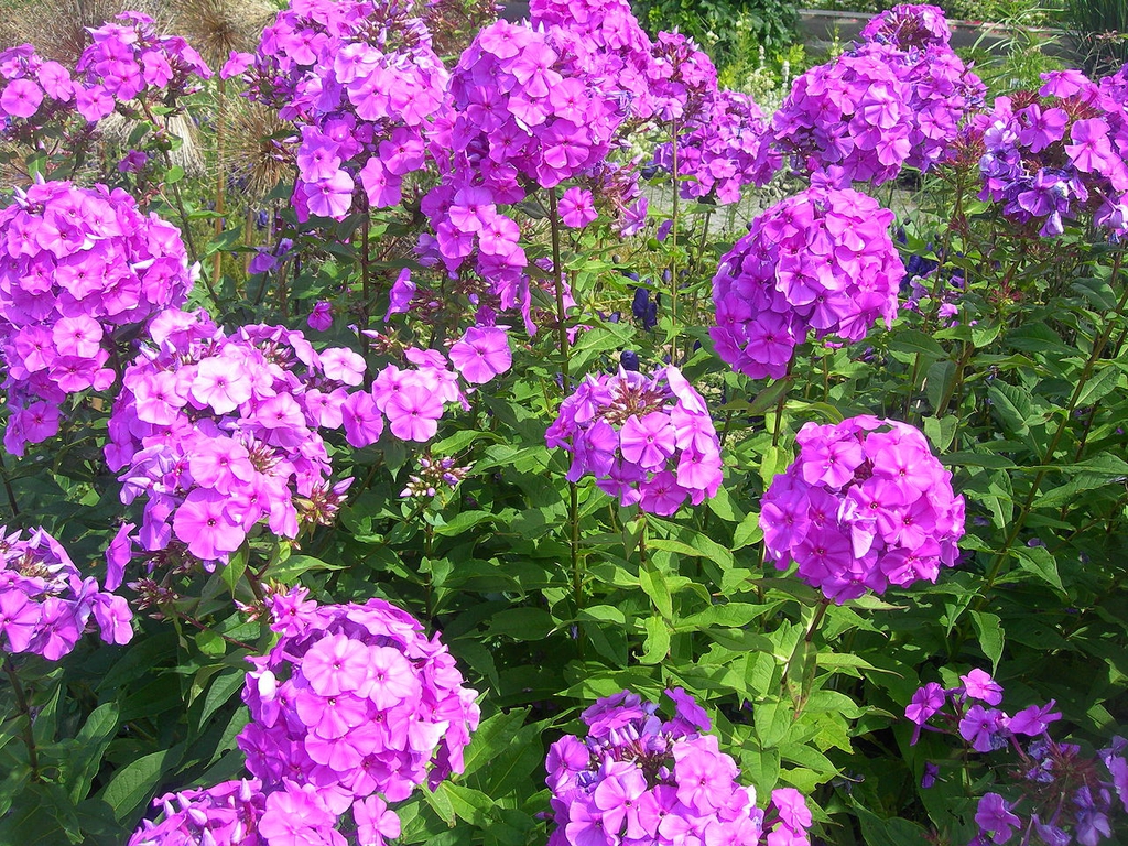 P. paniculata tall phlox