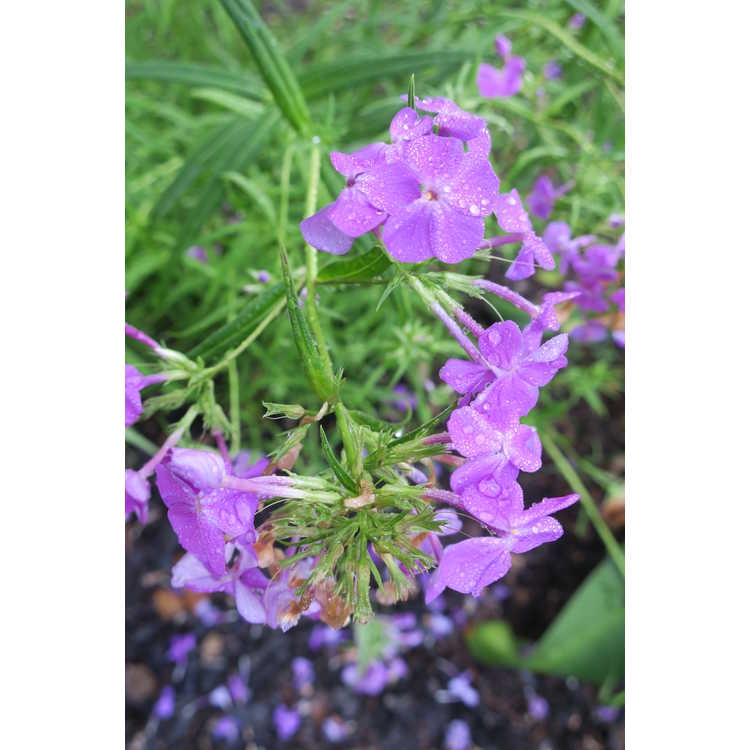 Phlox 'Wanda'