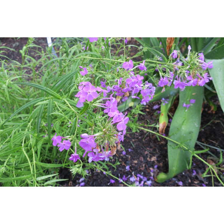 Phlox 'Wanda'