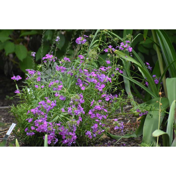 Phlox 'Wanda'