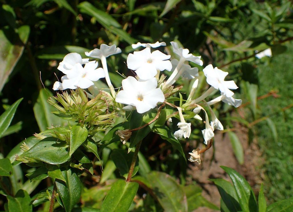Form