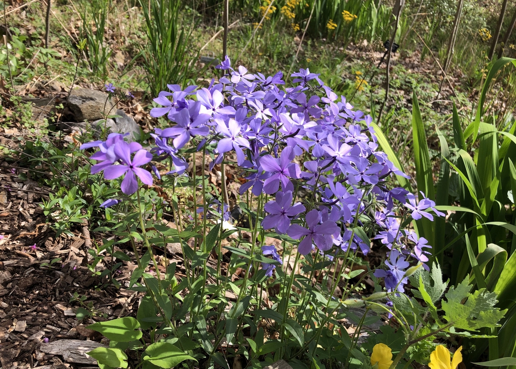 Phlox divaricata