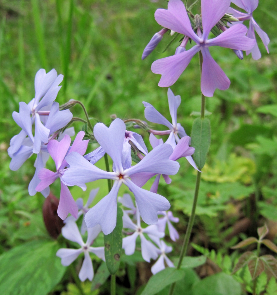 Form