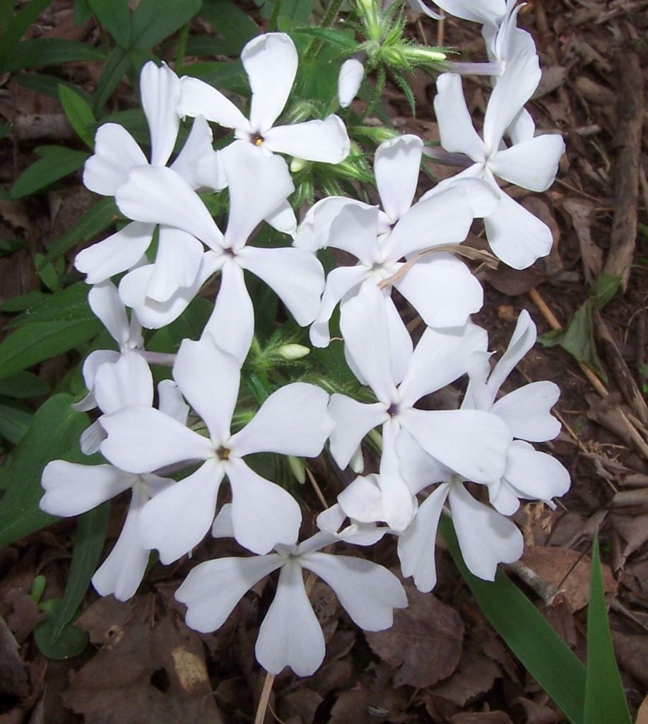 Pure white, pinwheel shaped flowers in a bunch - 5 petals each