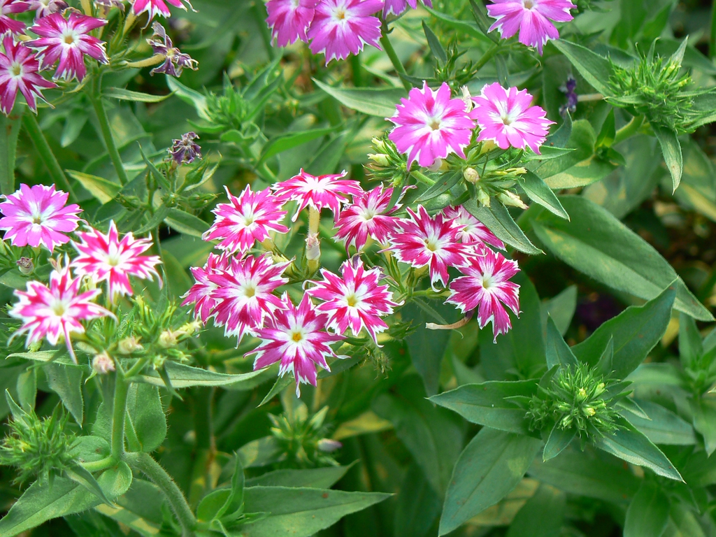Flower and Leaves