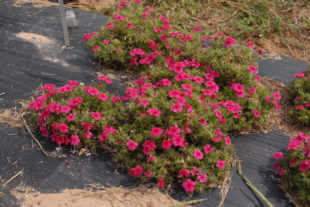 Phlox drumodii