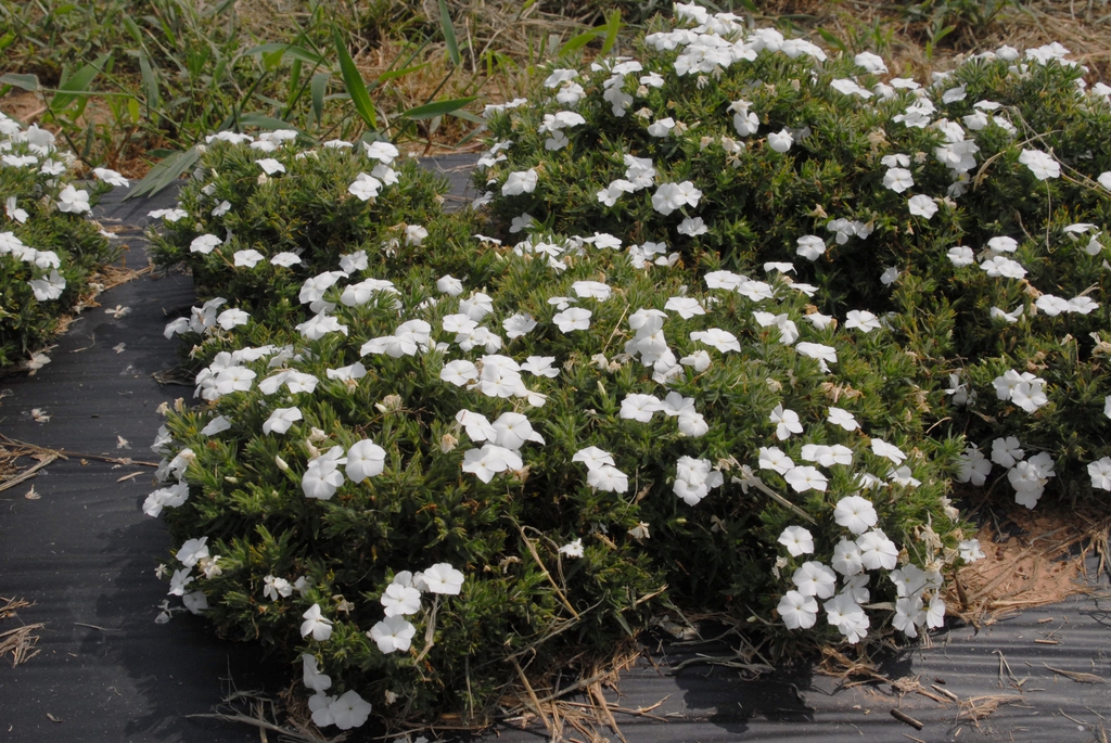 Phlox drummondii