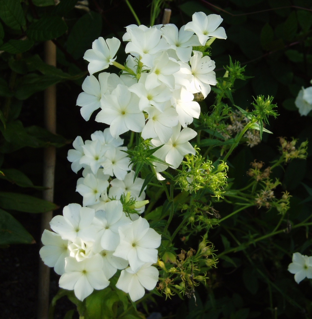 Form