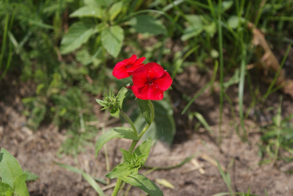Form
