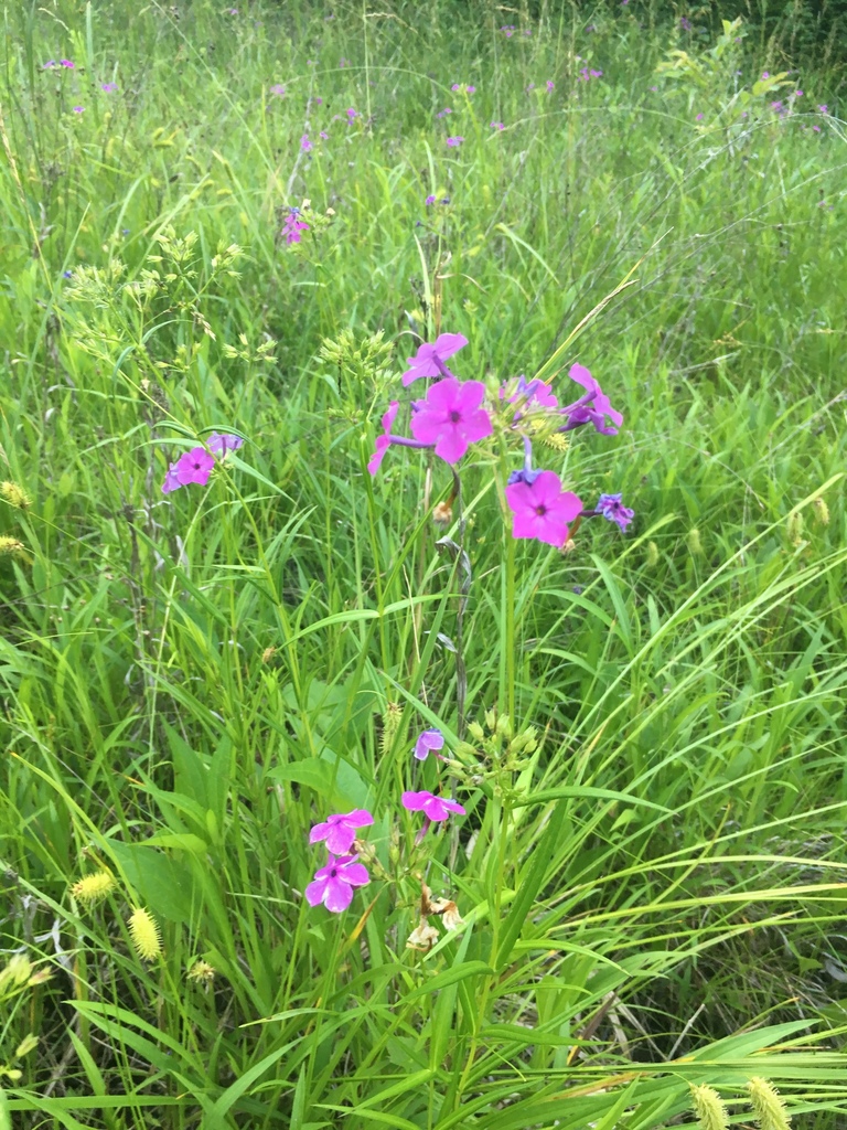 Form