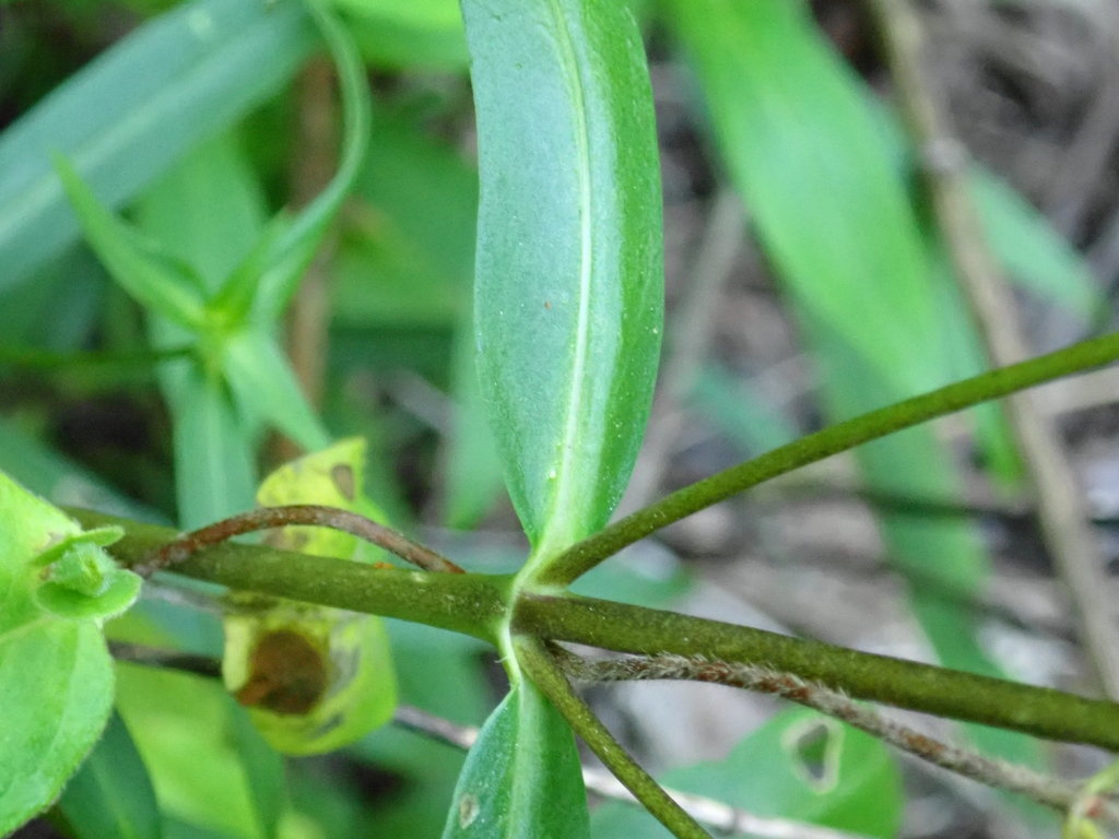 Stem and leaf attachment