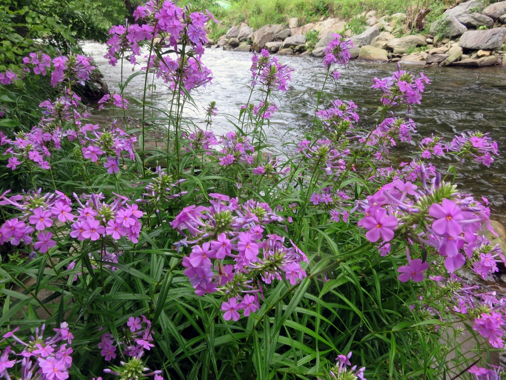 Form in native habitat