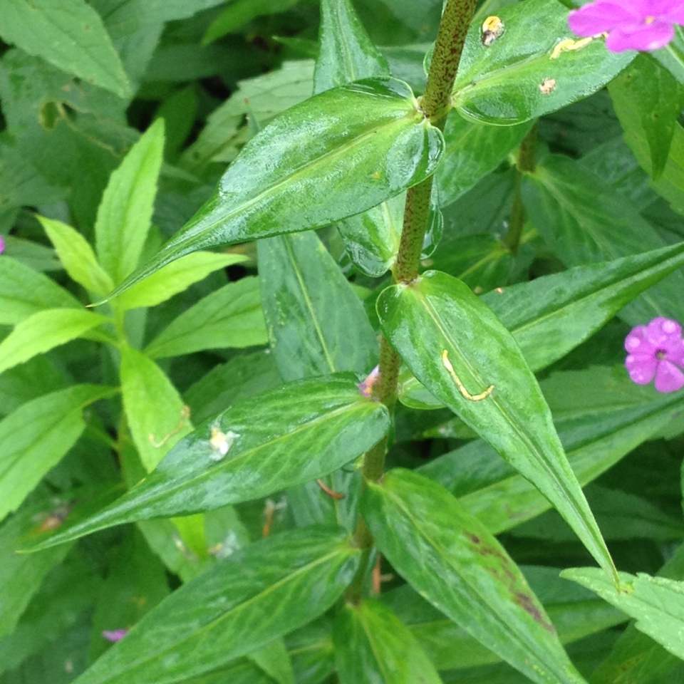 Leaves