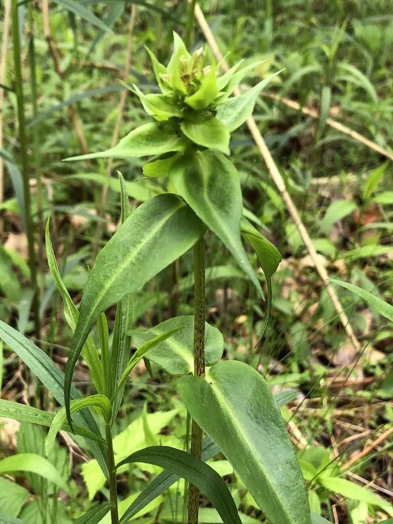 Form