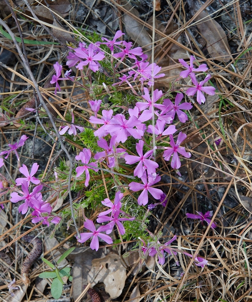 Form