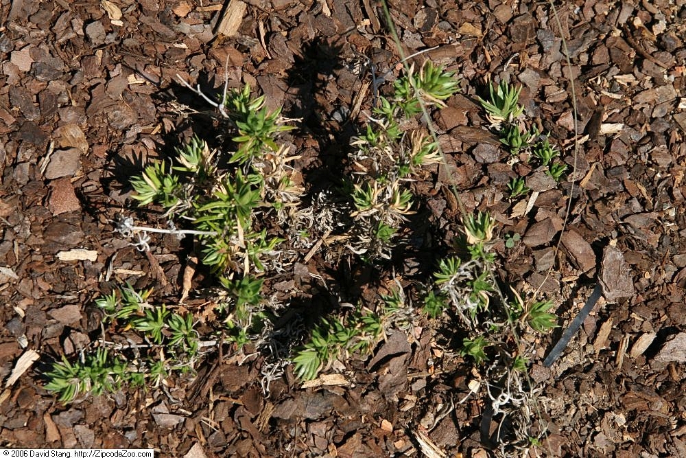 Form