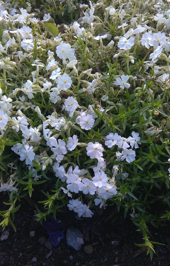 Form