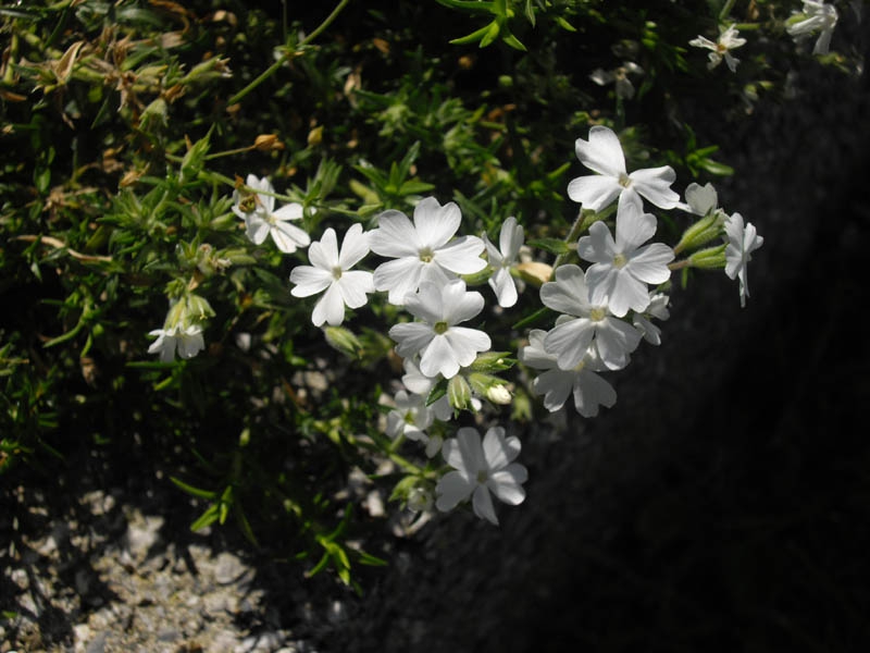Form
