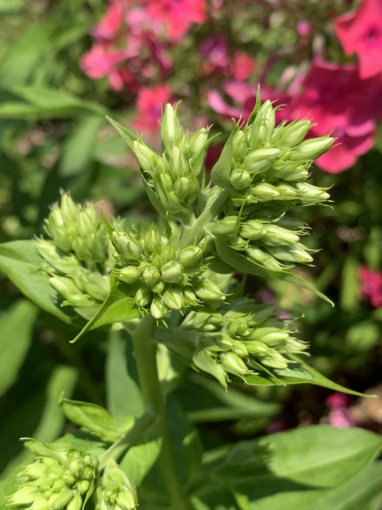 Flower buds