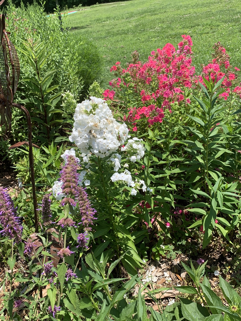Used in the landscape