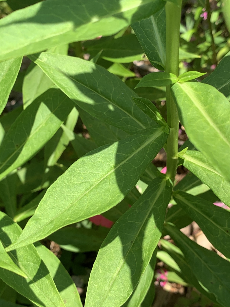 Leaves and stem