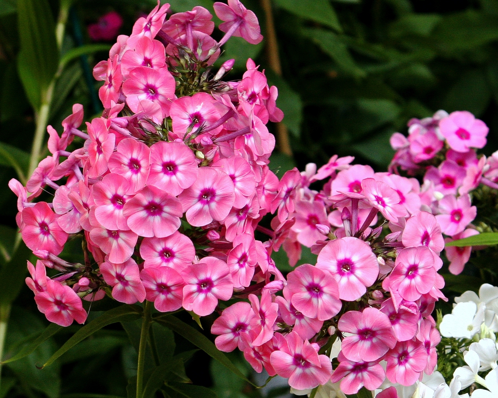 Form