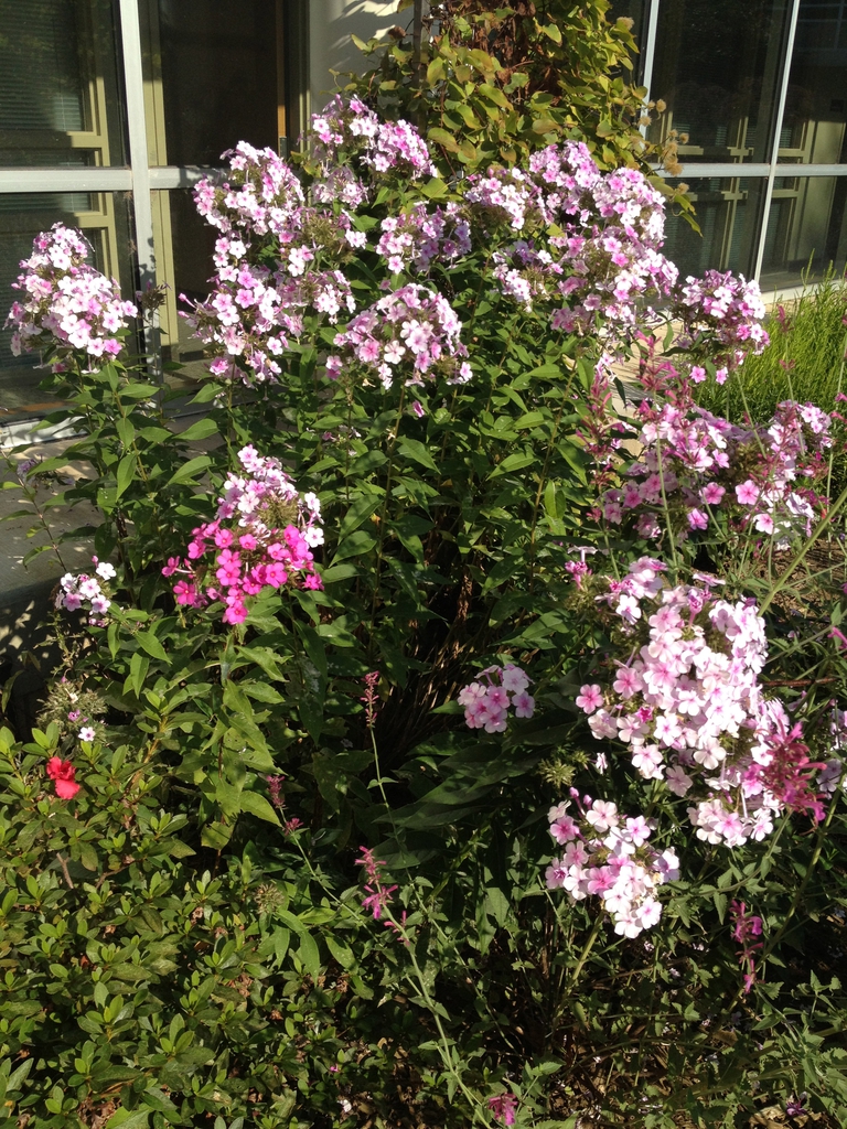 Phlox paniculata