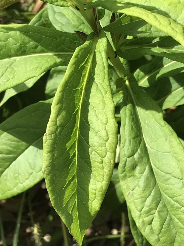 Leaves