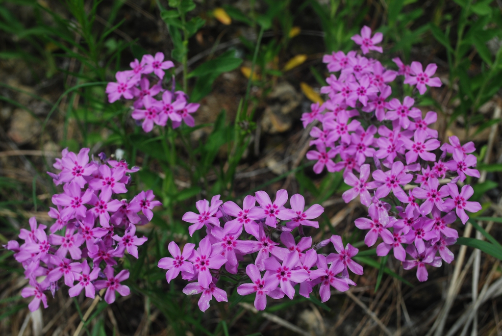 Form