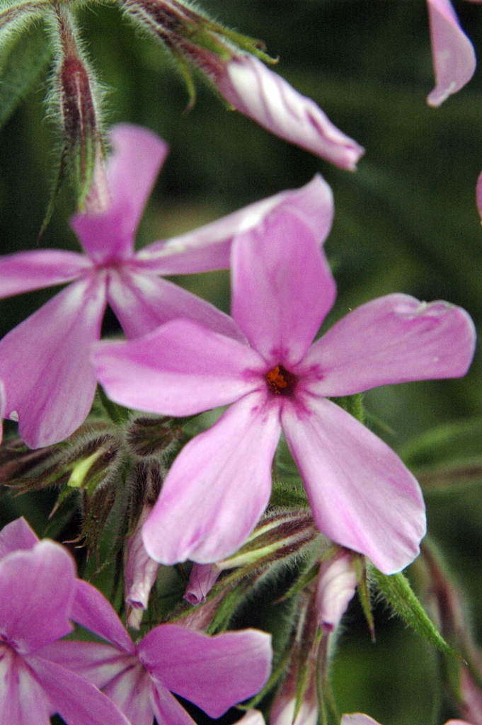 Flowers and Leaves