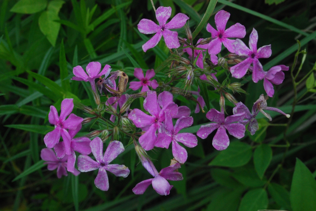 Form