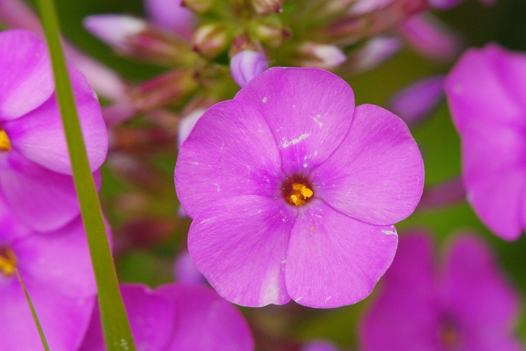 Close-up on a pink flower with five petals.
