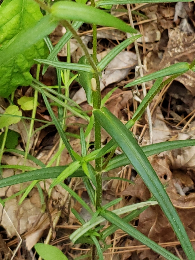 Upper leaves