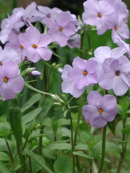 Phlox stolonifera