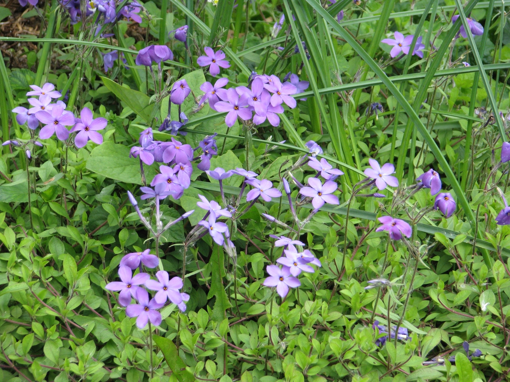 Form