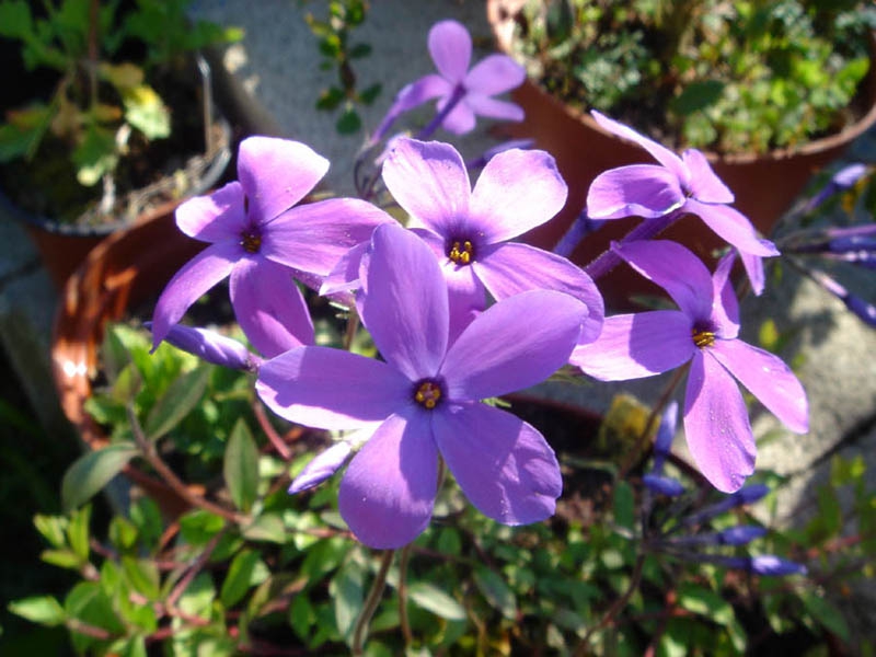 Flowers