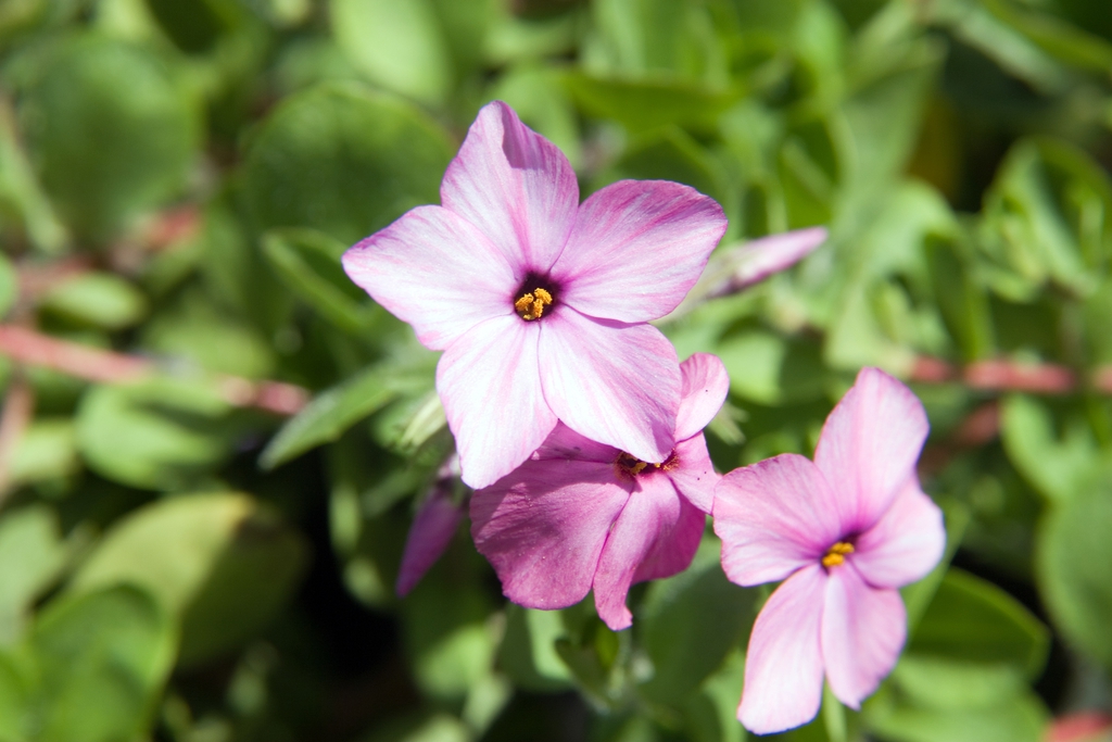 Flowers and Leaves