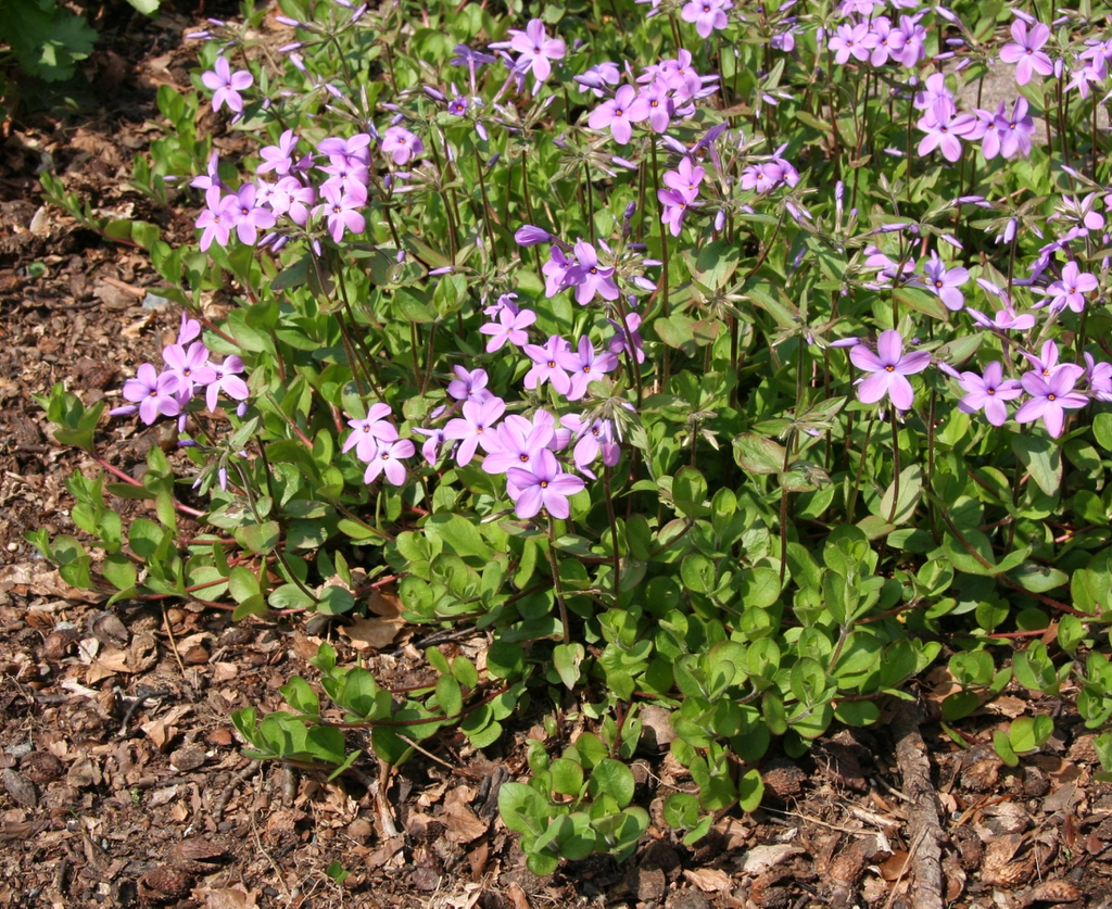 Form