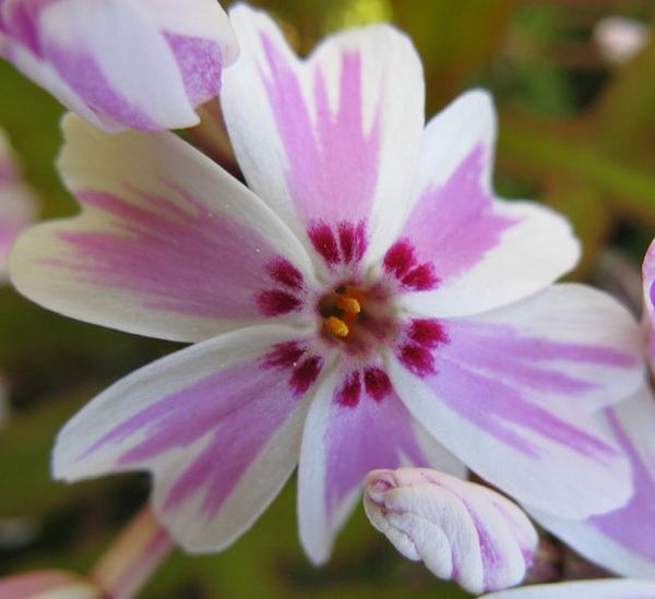Phlox subulata
