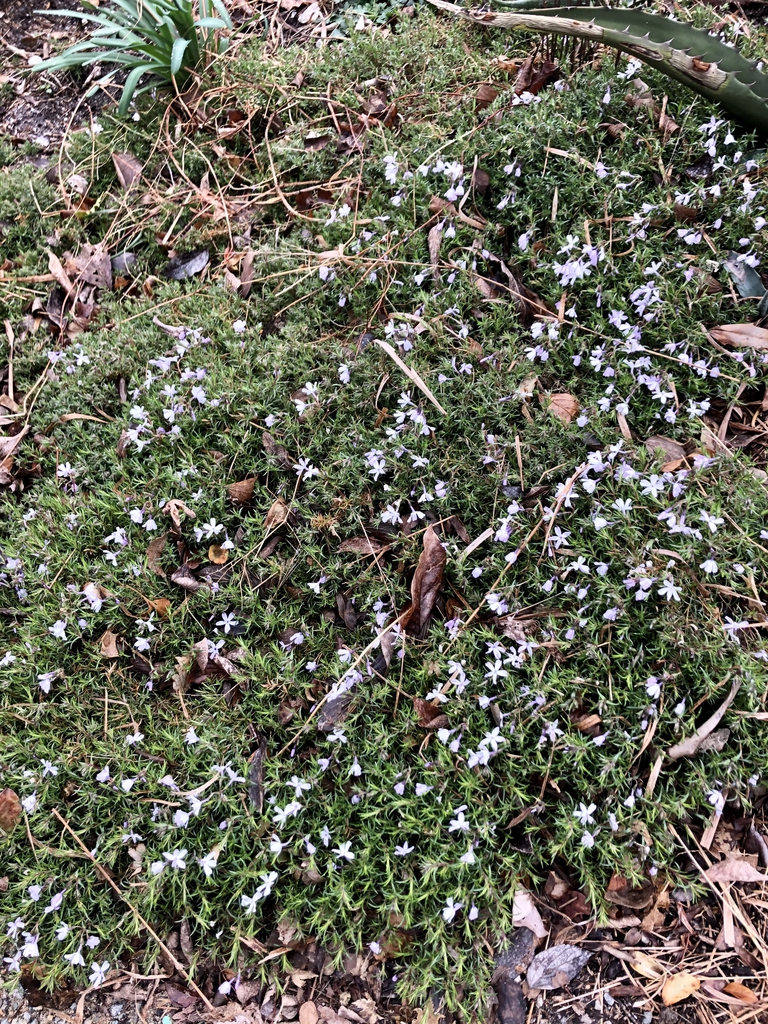 Phlox subulata