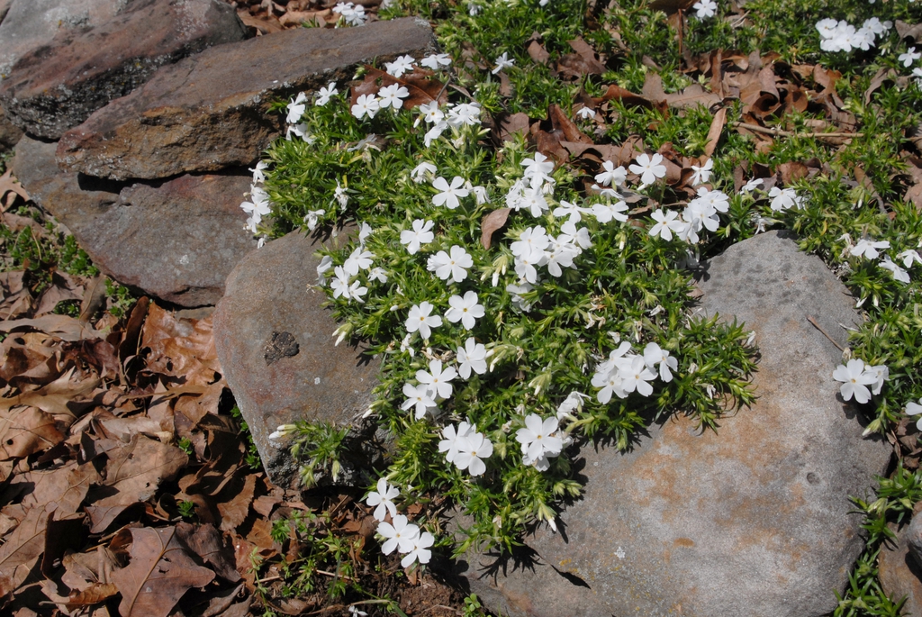 Phlox subulata