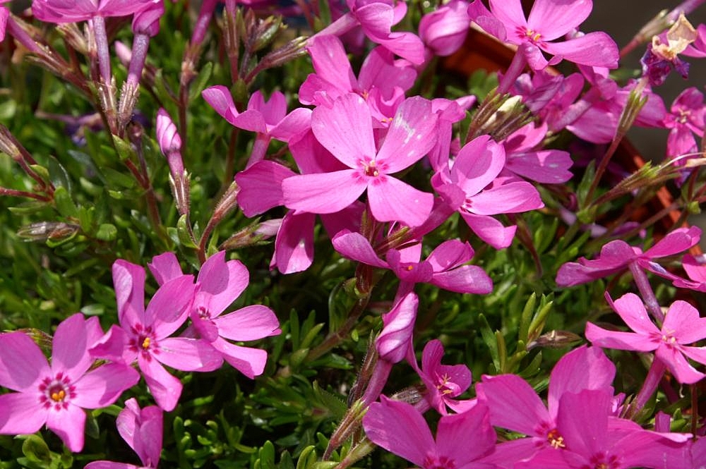 Form